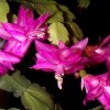 Schlumbergera_bridgessii